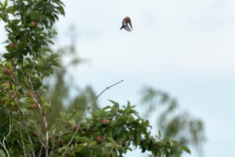 Peter Piller
Raubwürger, 2017
aus: “behind time”, Archiv Peter Piller
Courtesy Galerie Barbara Wien, Berlin
archival pigment print, framed
© VG Bild-Kunst, Bonn 2022