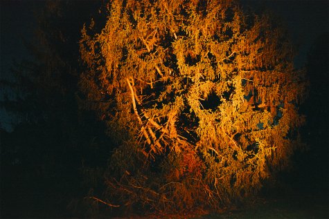 Die Fotografie zeigt einen Baum, der in orange- und gelbem Licht erstrahlt und vor einem dunklen Hintergrund hervorragt.