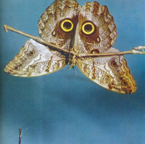 Manuel Boden

Manuel Boden ist Künstler und Sammler. Er veröffentlicht Publikationen im Selbstverlag sowie in Zusammenarbeit mit kleinen Verlagen. In seiner spielerischen Praxis liegt der Fokus auf Fotografie, der Zusammenstellung von Bildern, obskuren Archiven und der Erforschung kollektiver Erinnerungskultur.