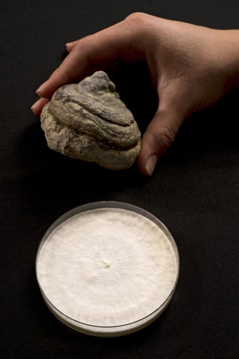 Eine Hand hält einen Pilz über einer Petrischale