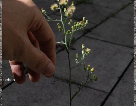 Foto von einer Hand, die eine Pflanze zwischen Betonplatten berührt