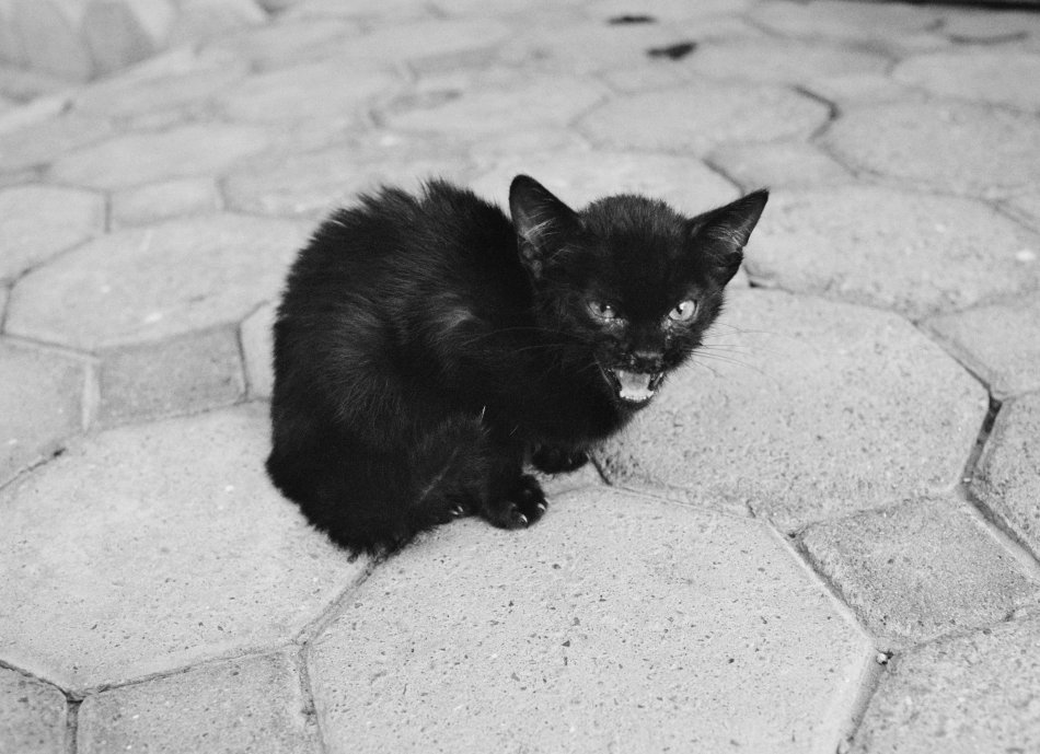 Die Schwarzweißfotografie zeigt eine junge schwarze Katze, die auf dem Boden sitzt und zur Verteidigung in die Kamera faucht.